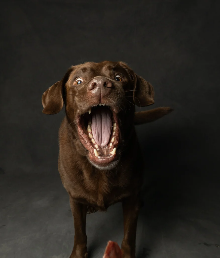 Picture of a chocolate labrador with an open mouth