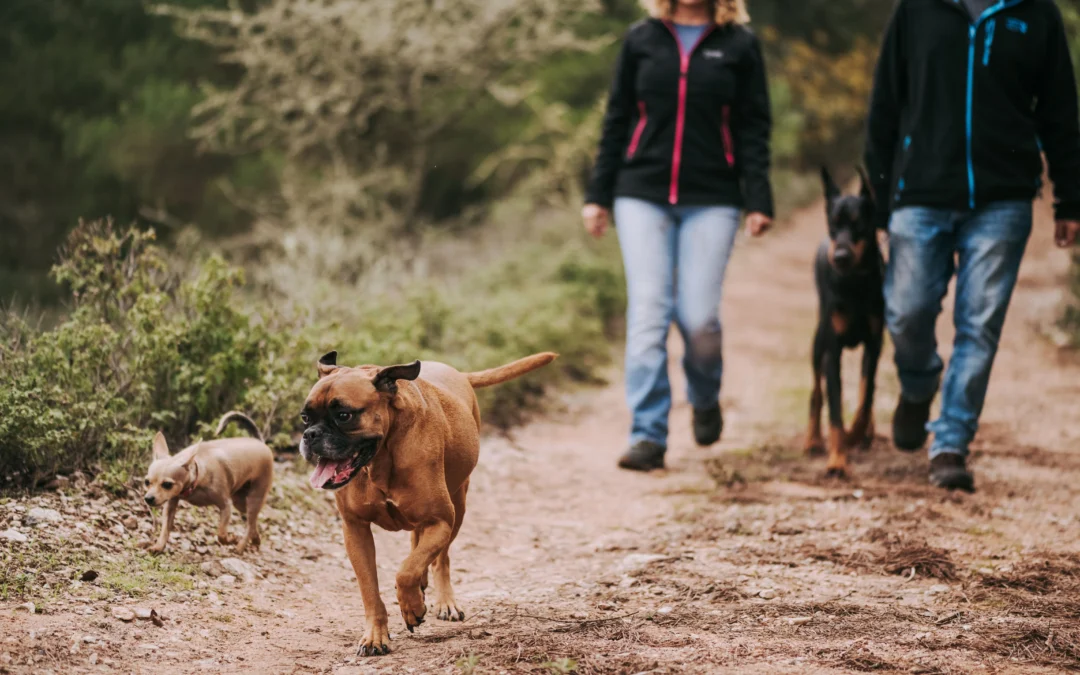 What Is the Best Dog Breed for an Active Person?
