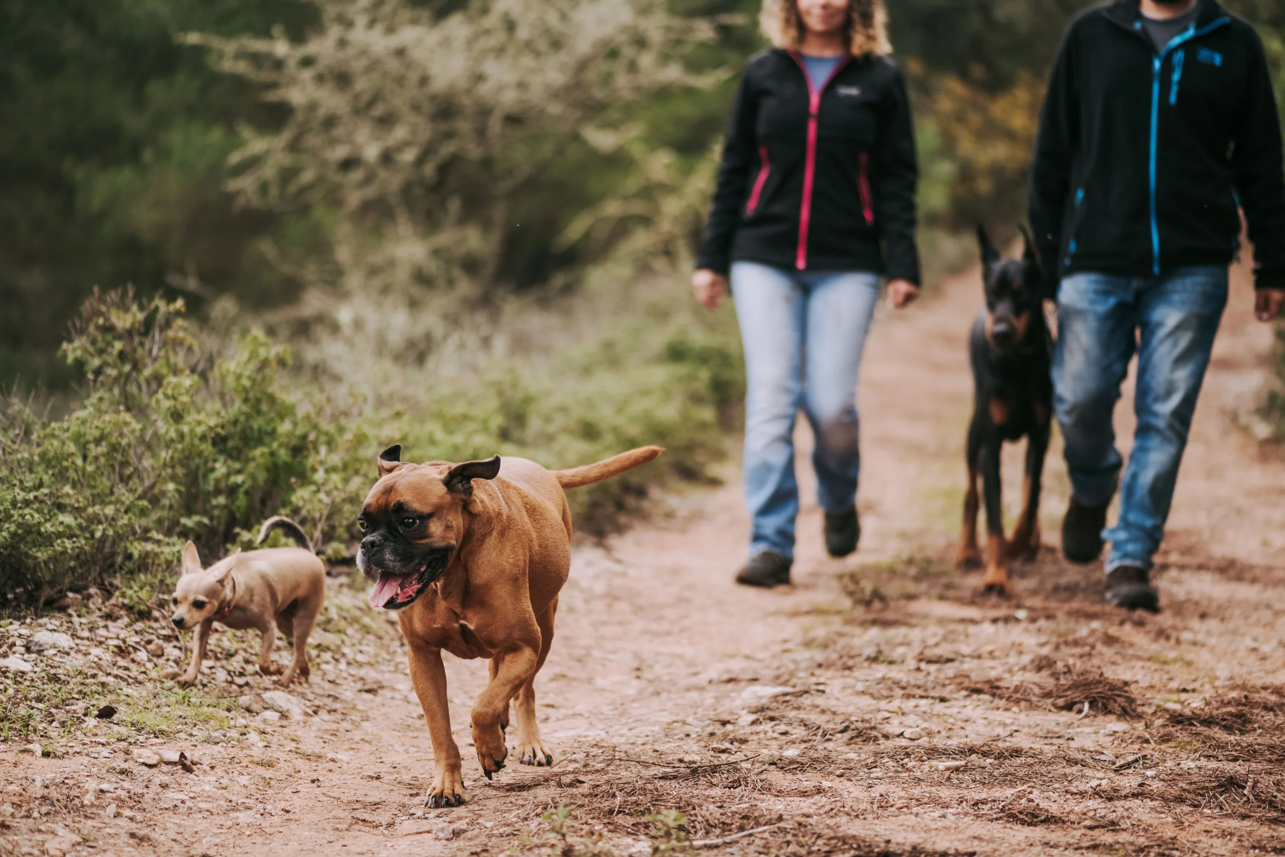 What Is the Best Dog Breed for an Active Person?