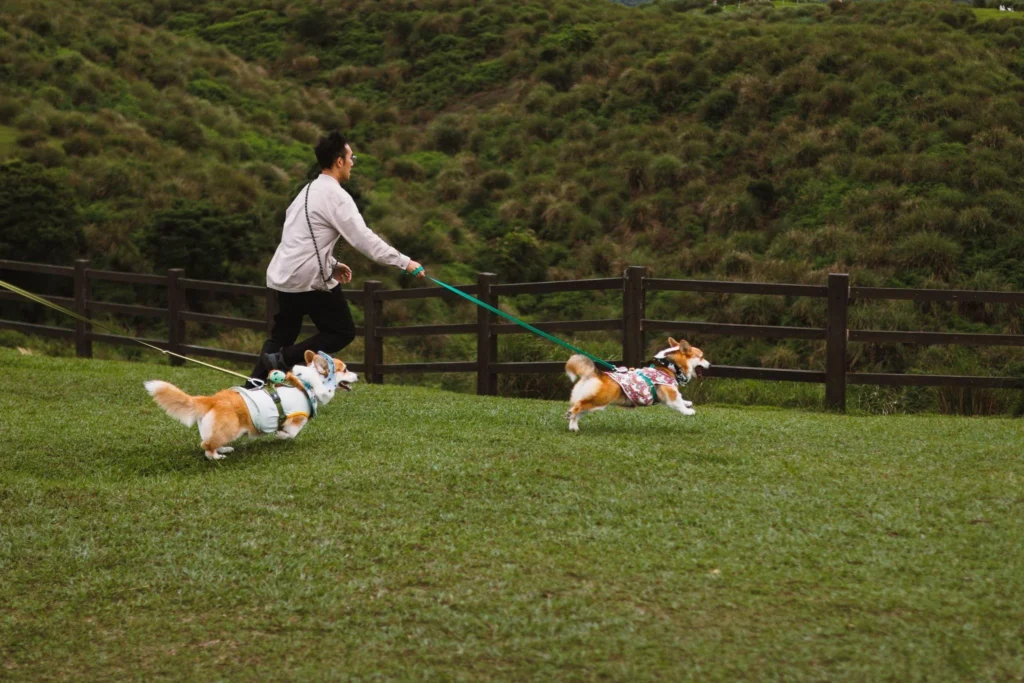 Picture of a man running with two corgis on leashes