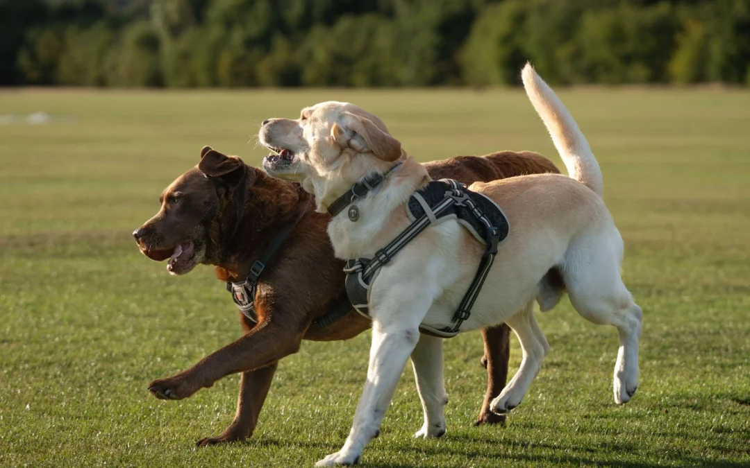 How Much Exercise Does a Dog Need Each Day?