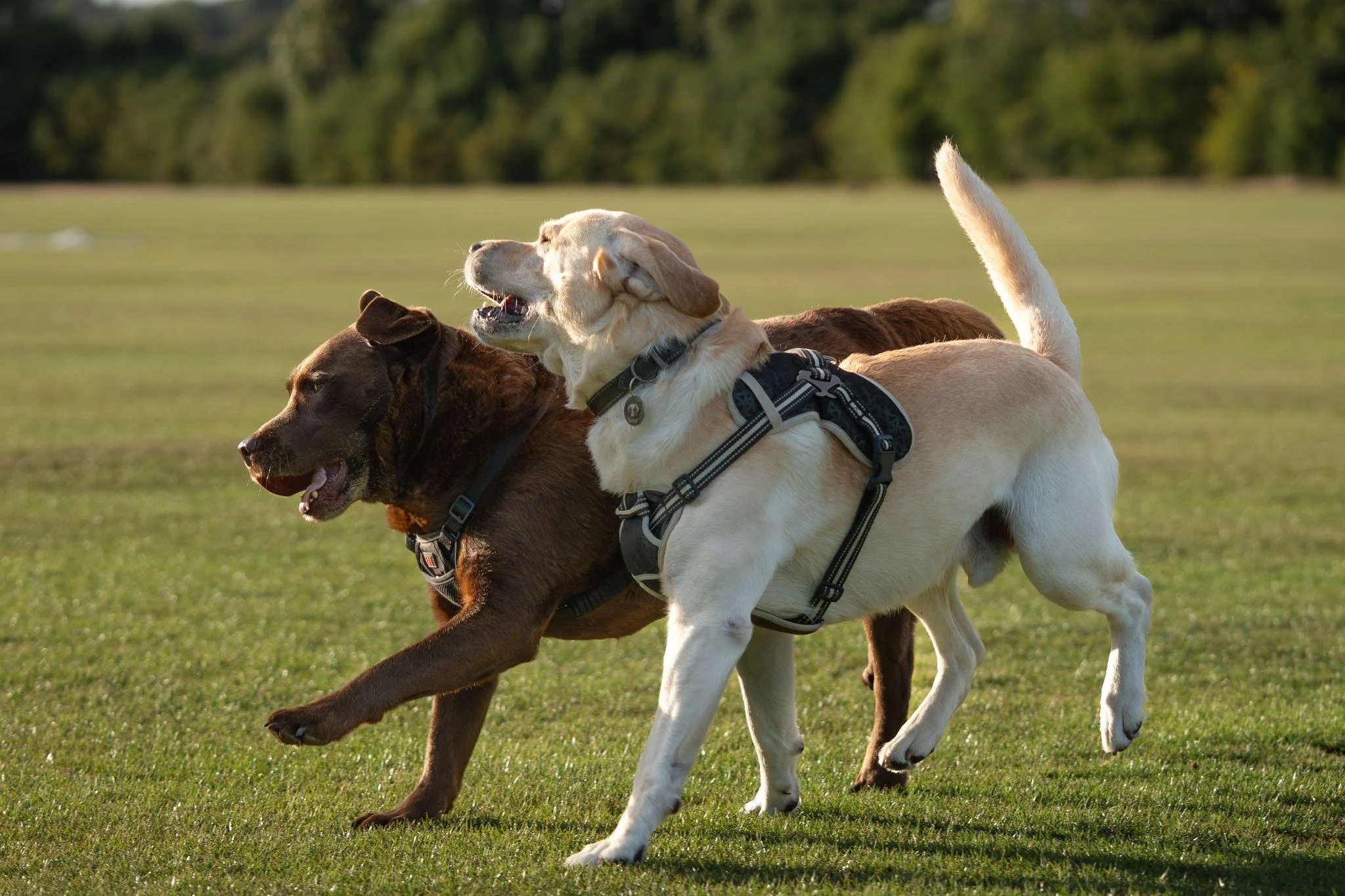 How Much Exercise Does a Dog Need Each Day?