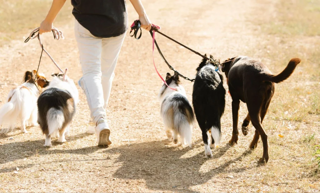 Picture of a person walking four dogs on a dirt trail