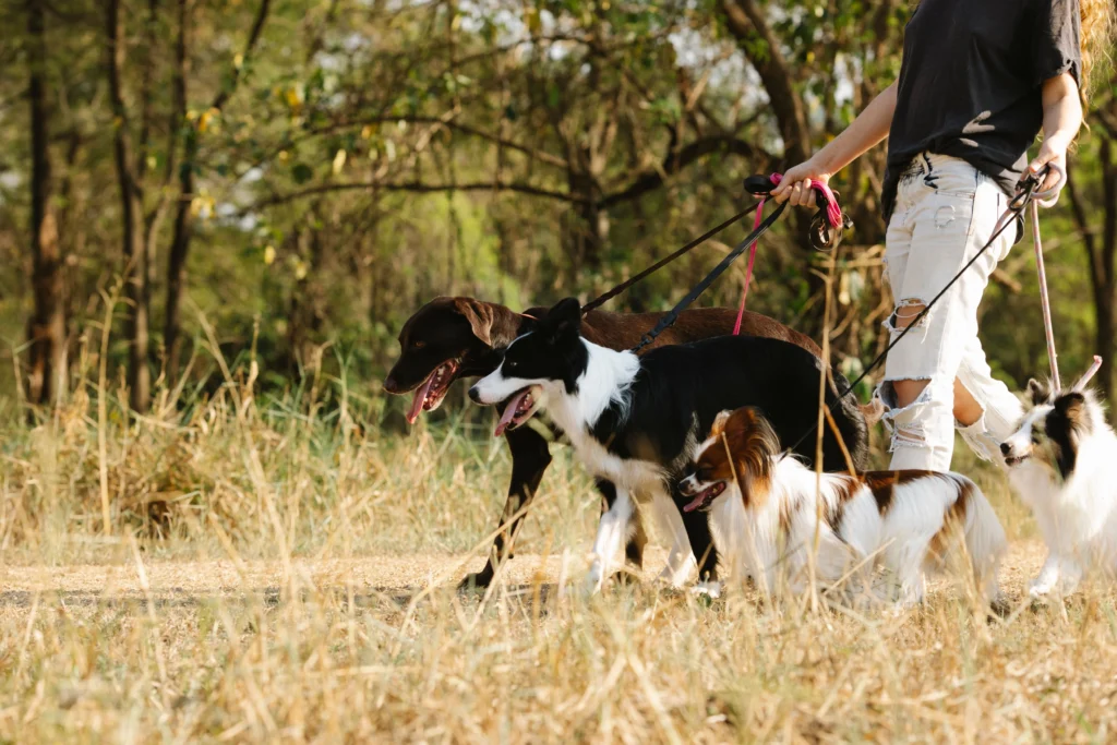 Picture of a person walking several dogs