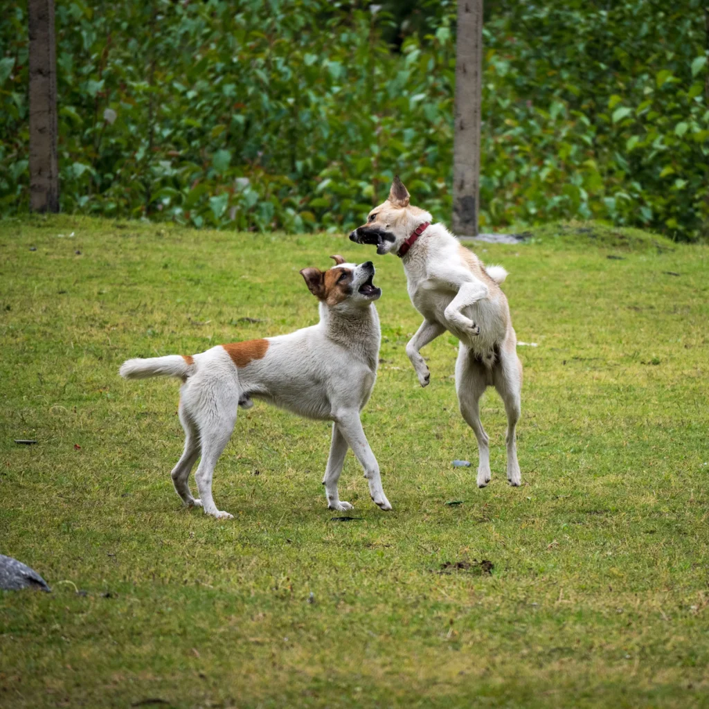 Picture of two dogs playing and jumping in a grassy park