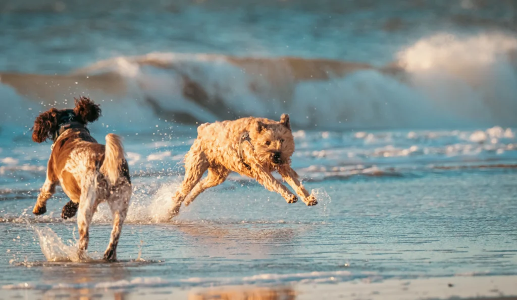 Picture of two dogs splashing and running in the ocean