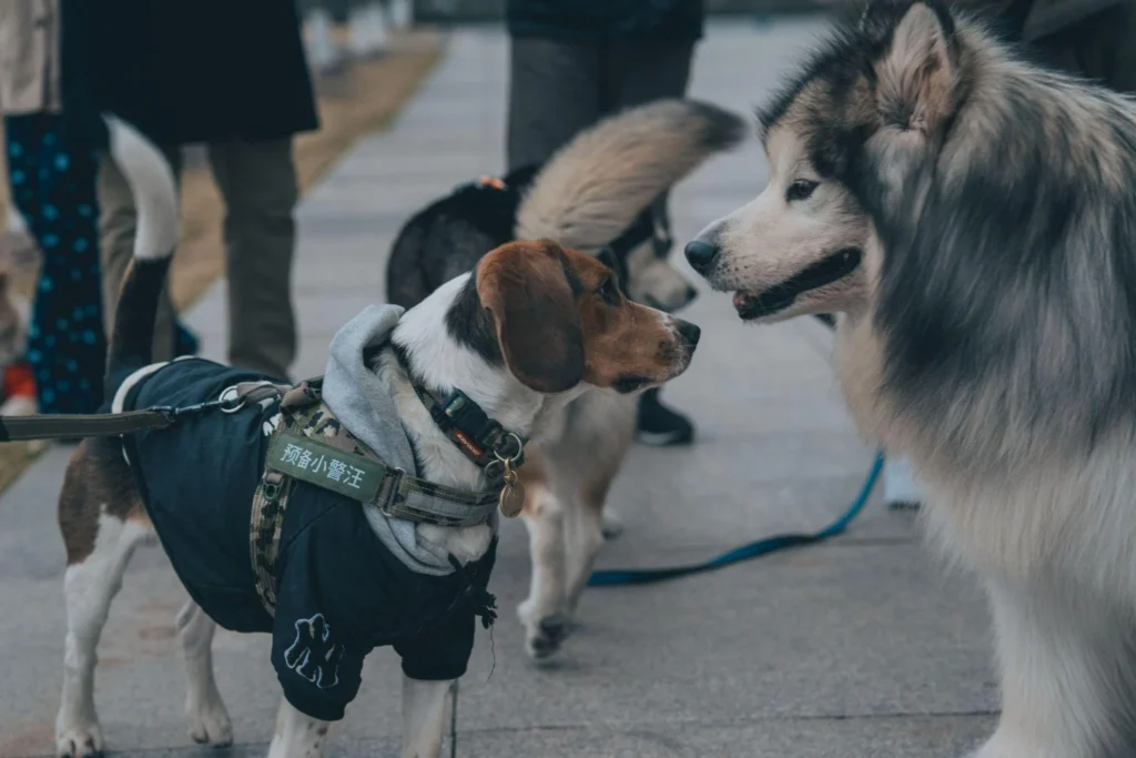 Picture of a beagle greeting a large fluffy dog