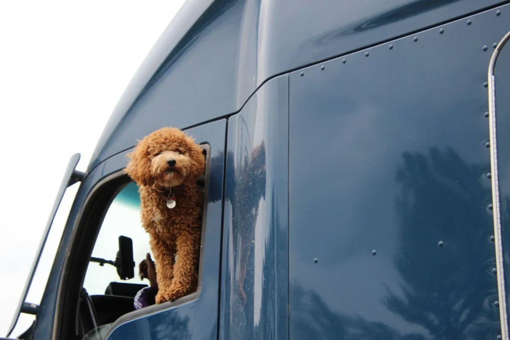 Picture of a brown dog looking out of a truck window
