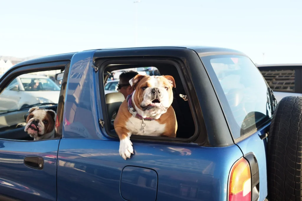 Picture of a bulldog leaning out of a blue car window
