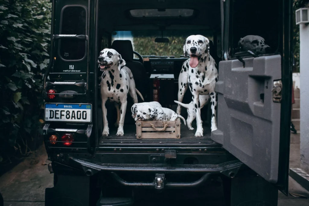 Picture of a group of dalmatians resting in the back of a vehicle