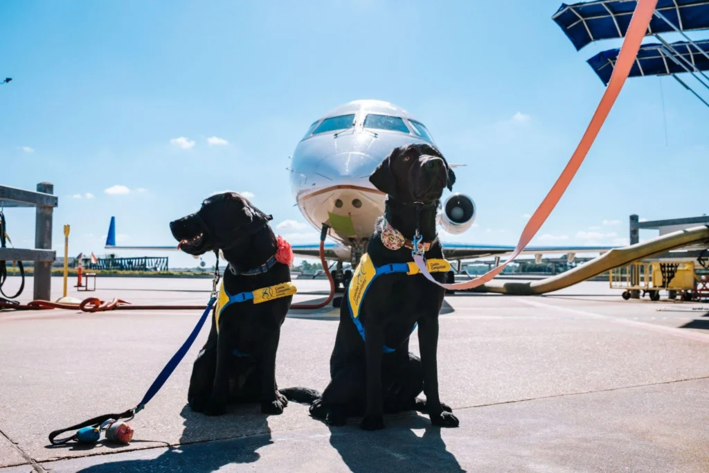 Picture of a pair of black dogs sitting near an airplane