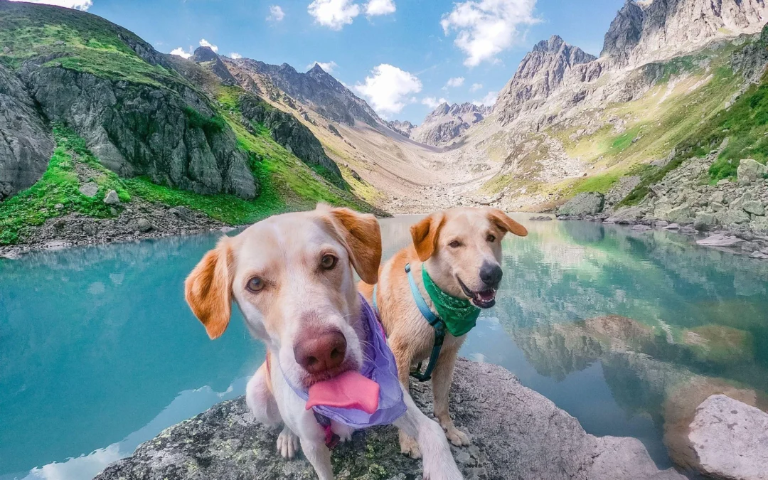 Picture of a pair of dogs by a mountain lake exploring “What are the best pet-friendly travel tips