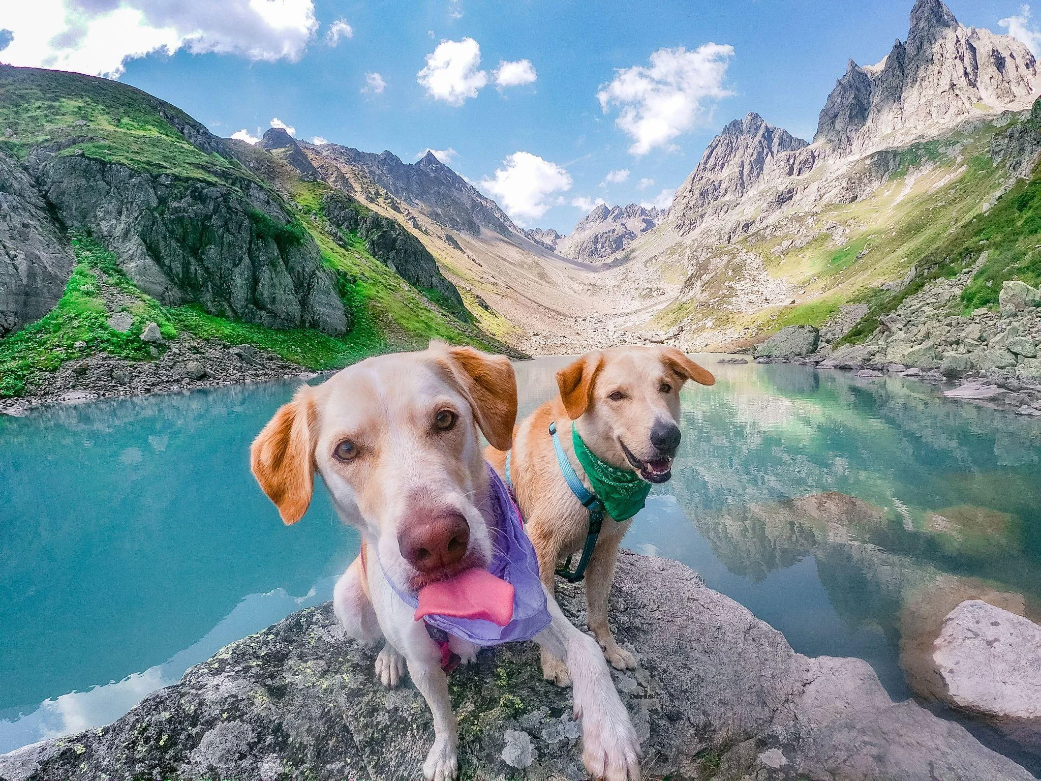 What Are the Best Pet-Friendly Travel Tips Before You Leave?