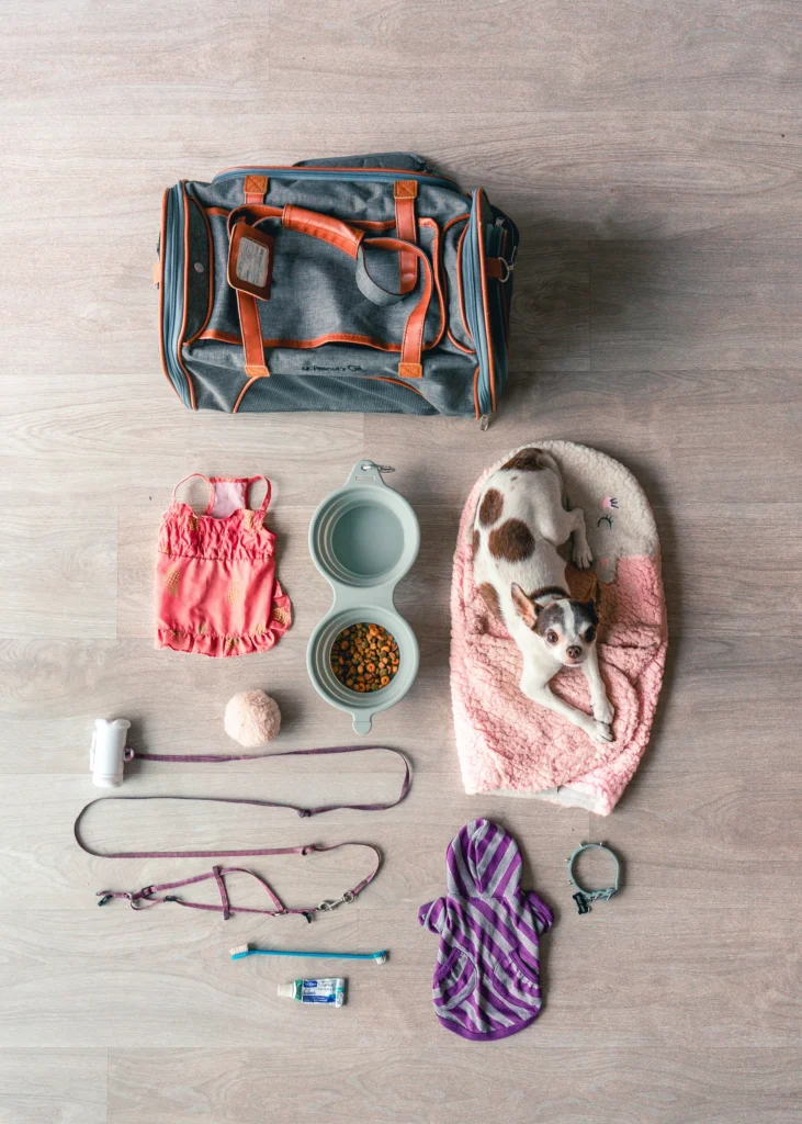 Picture of a small dog and travel accessories on the floor