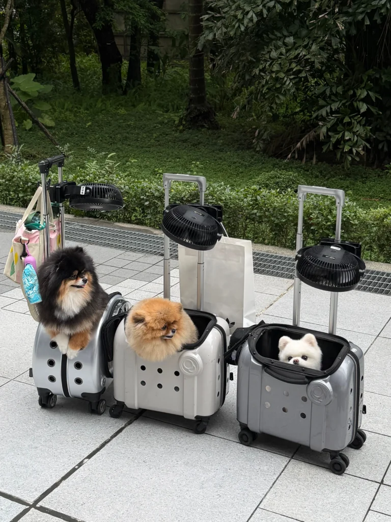 Picture of three pomeranians in rolling pet carriers