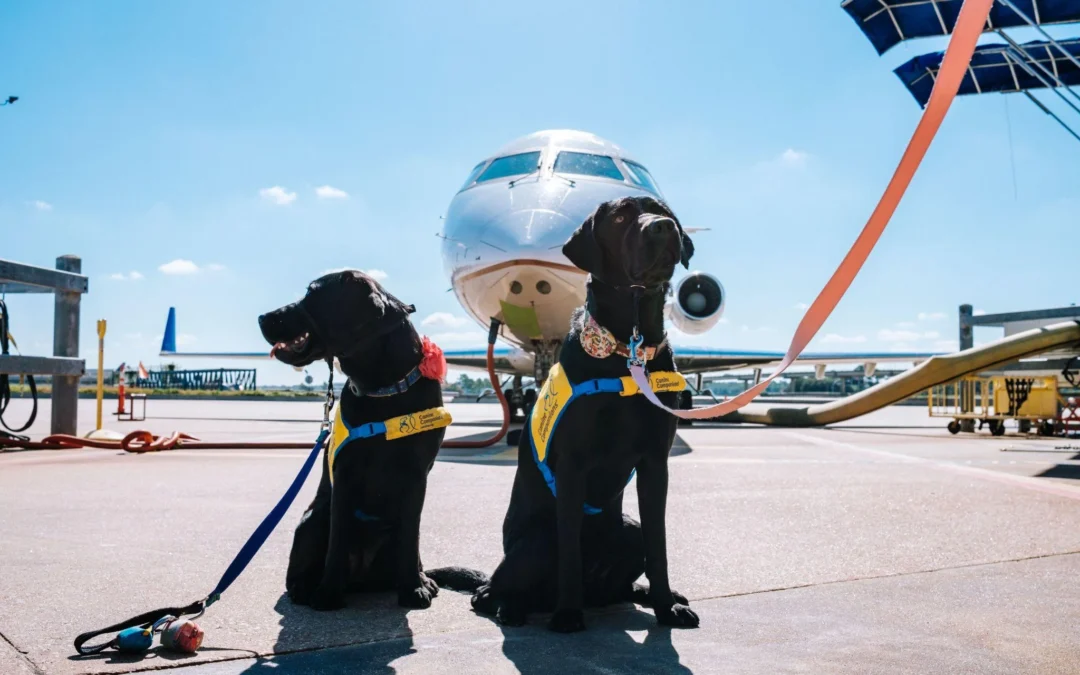 Best Therapy Dogs: Top Breeds & Getting Started Guide