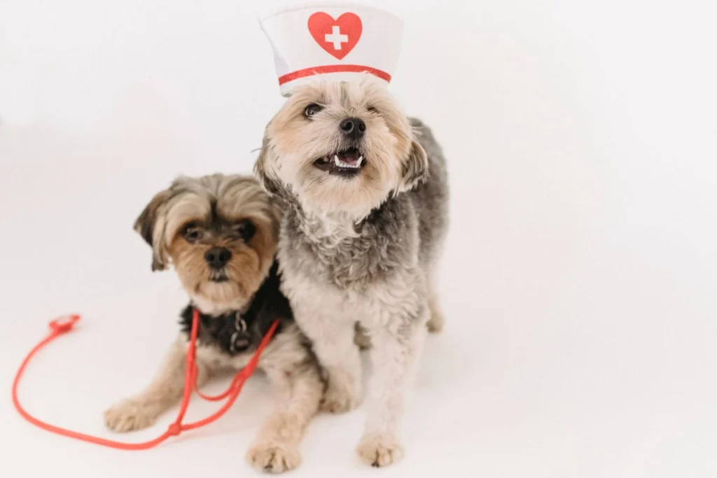 Picture of two small dogs dressed in a nurse hat and stethoscope